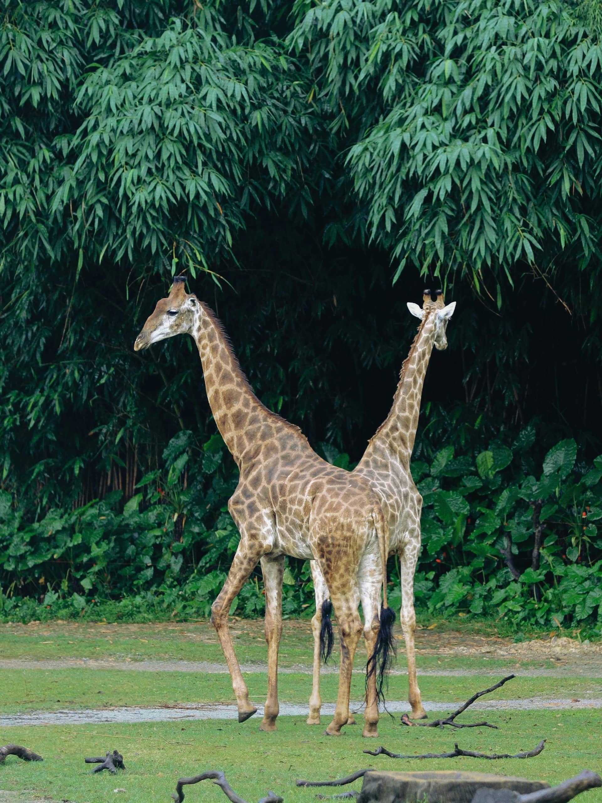 mandai wild life reserve.jpg