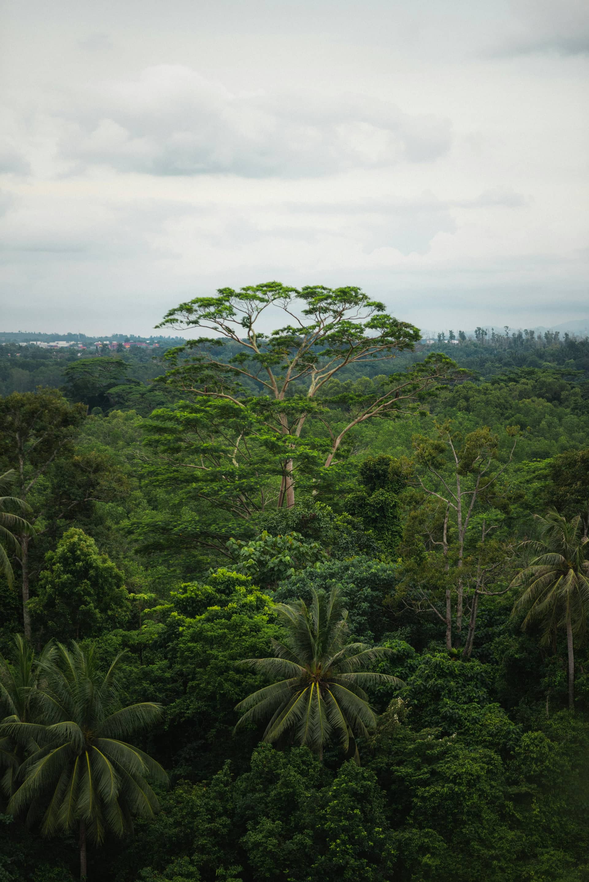 rainforest wild life mandai.jpg