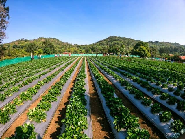 spices plantation.jpg