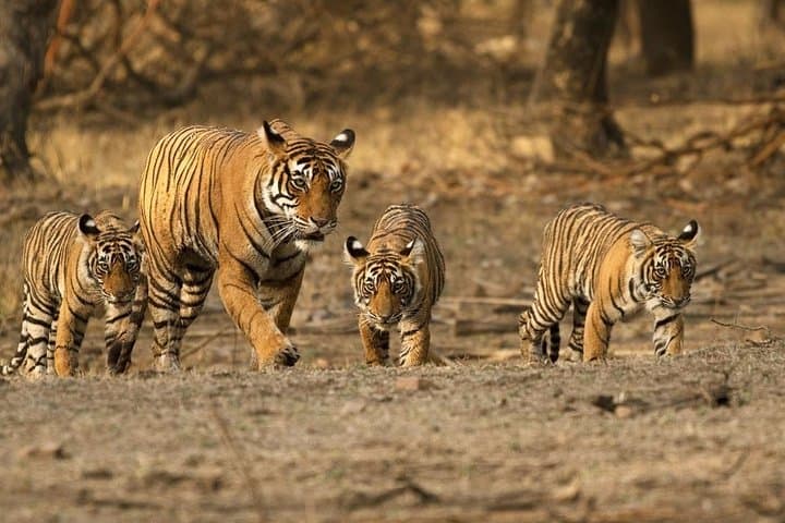 https://hare-media-cdn.tripadvisor.com/media/attractions-splice-spp-720x480/07/7f/3a/00.jpg