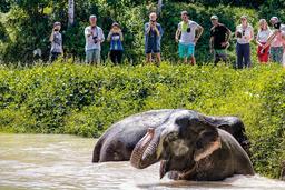 A Morning with the Elephants at Phuket Elephant Sanctuary