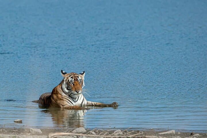 https://hare-media-cdn.tripadvisor.com/media/attractions-splice-spp-720x480/11/c8/9c/6b.jpg