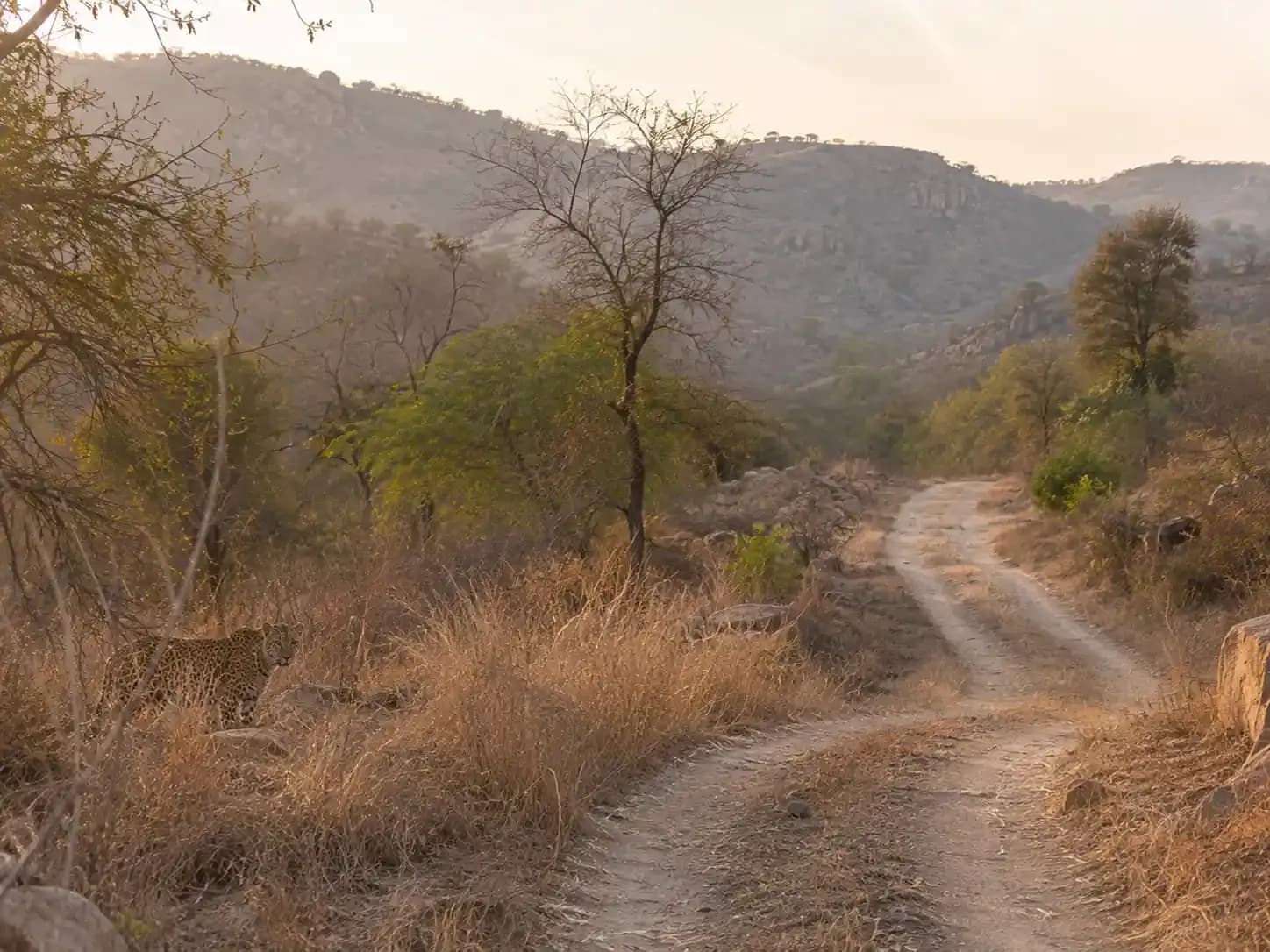 https://travjoy.s3.ap-south-1.amazonaws.com/jhalana_leopard_safari_1_3_c29201e872.webp