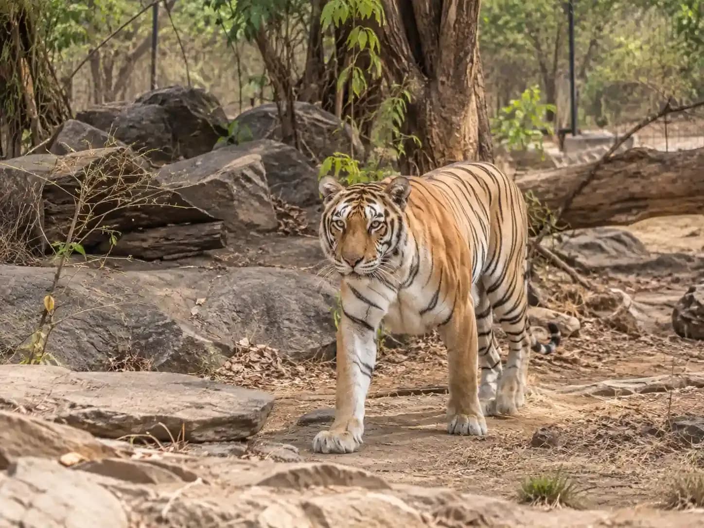 https://travjoy.s3.ap-south-1.amazonaws.com/nahargarh_biological_park_1_2_2a09587791.webp