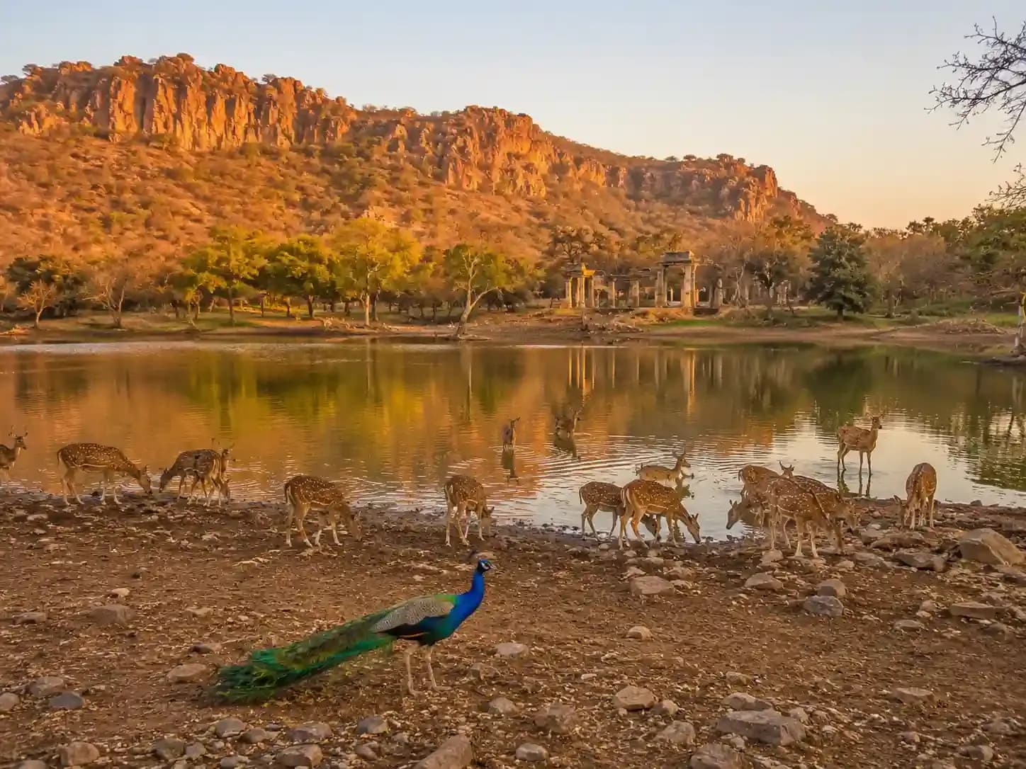 https://travjoy.s3.ap-south-1.amazonaws.com/ranthambore_tiger_safari_1_3_e3ba168431.webp