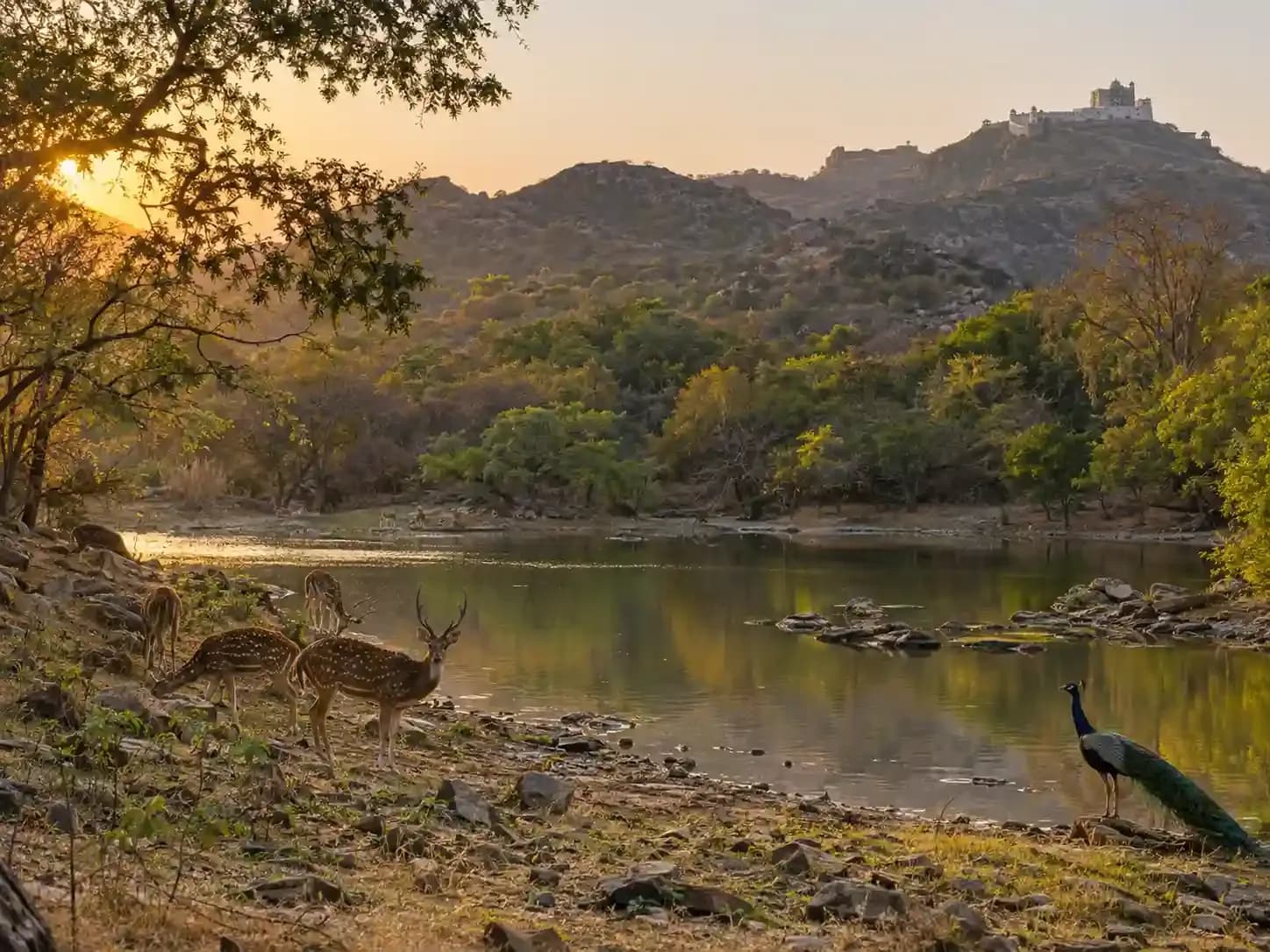 https://travjoy.s3.ap-south-1.amazonaws.com/sajjangarh_biological_park_2_cf58b6c9a8.webp