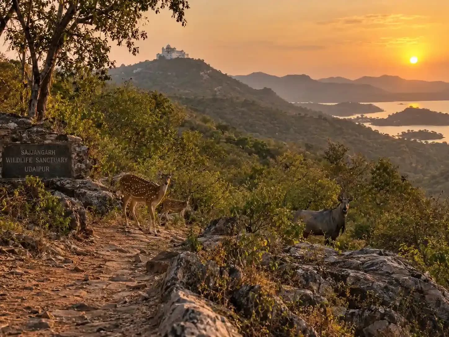 https://travjoy.s3.ap-south-1.amazonaws.com/sajjangarh_biological_park_3_f7fe436657.webp