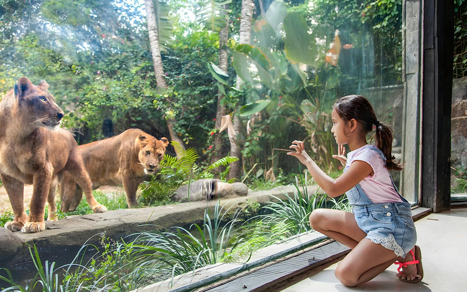 https://cdn-imgix.headout.com/media/images/1cf3f5a8f540f1feeb0a55a75cd03932-12176-bali-bali-zoo-entrance-tickets-with-optional-transfers001.jpg