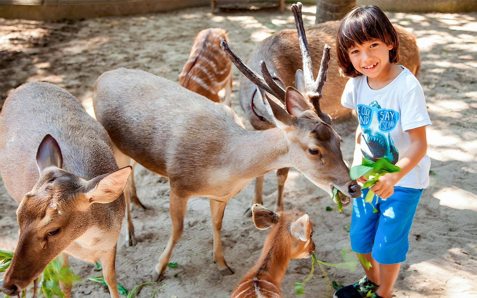 4cb55d980c6dfbfe34c84f6e67f2aa5f-12176-bali-bali-zoo-entrance-tickets-with-optional-transfers002