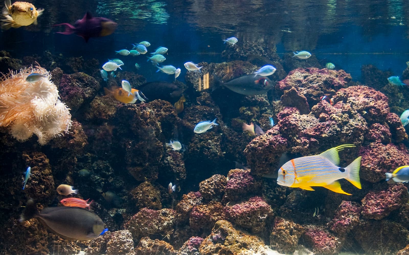 6a7fa18fa1a614bd5626a39b53a3a2ef-10591-london-sea-life-london-aquarium-tickets-03