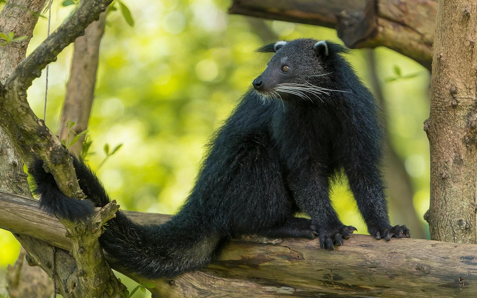 https://cdn-imgix.headout.com/media/images/a8a2e3301b74a95d396a0c14638a7798-12175-bali-night-safari-tickets-with-optional-transfers-02.jpg