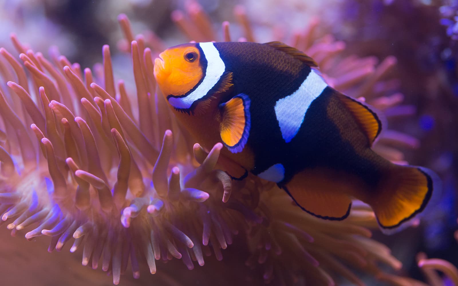 beaf675ef0162d4038aed56b9ba1bd3e-10591-london-sea-life-london-aquarium-tickets-02