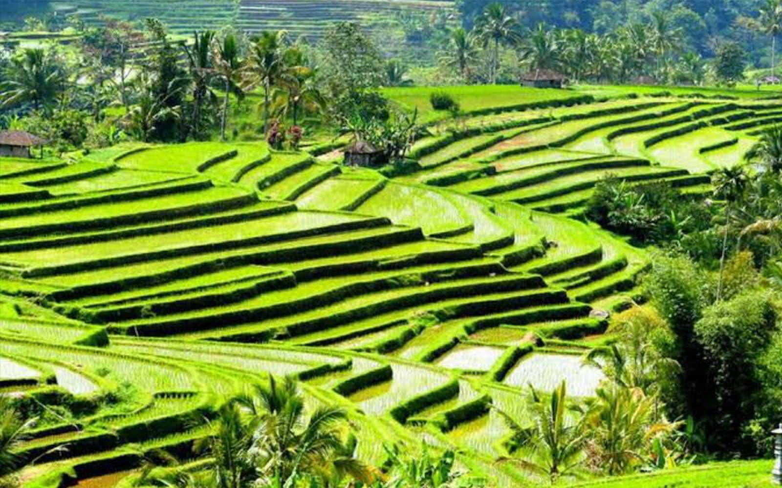 https://cdn-imgix.headout.com/tour/24666/TOUR-IMAGE/374c9030-19d9-417c-8227-aed12bb7b65f-12825-bali-best-ubud-tour--monkey-forest-03.jpeg