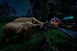 Night Safari Singapore
