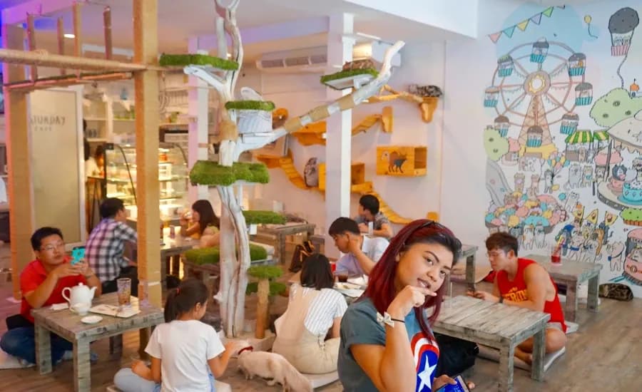 Caturday Cat Café.webp