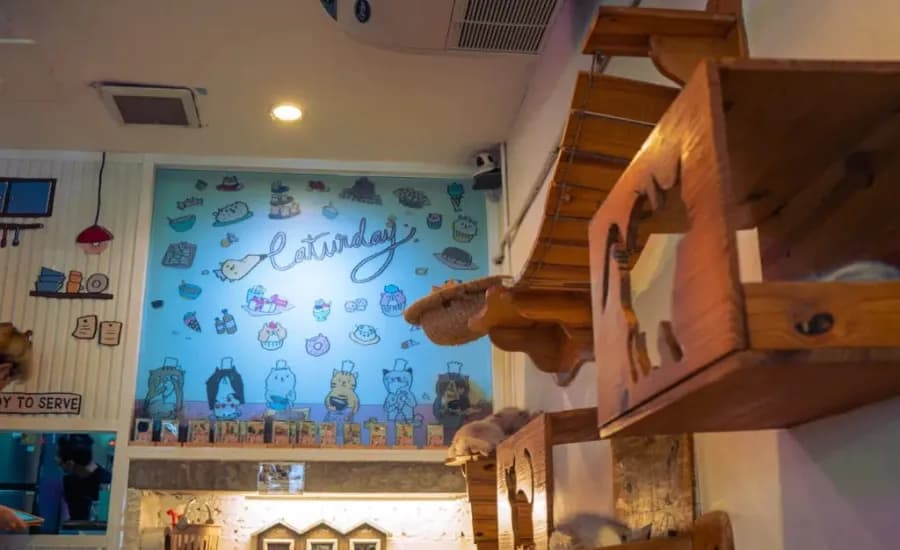 Caturday Cat Café 1.webp