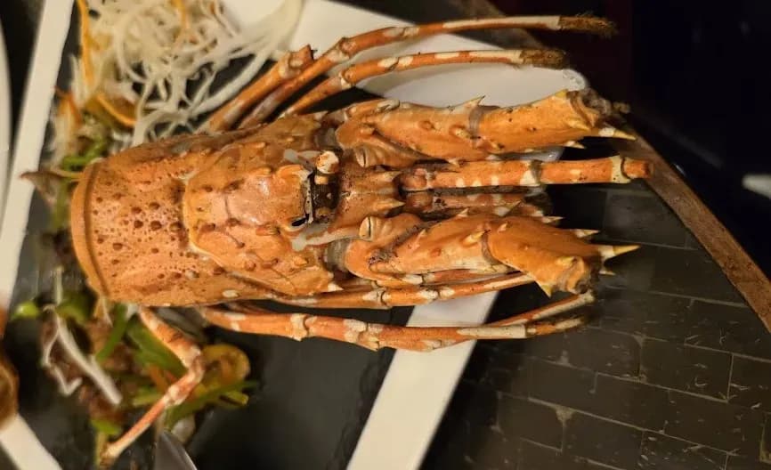 House of han 4_compressed.webp