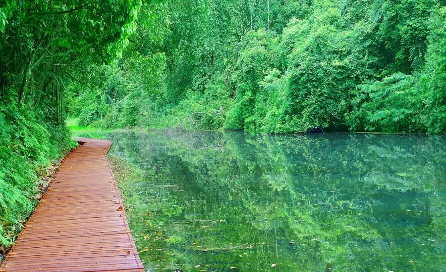 MacRitchie Reservoir Park 1.webp