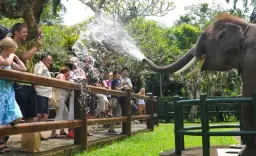 Mason Elephant Park & Lodge (Taro)