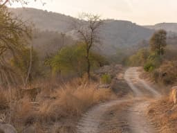 jhalana leopard safari-1 (3).webp