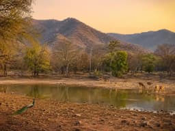 sariska tiger reserve-1 (3).webp