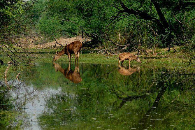 Bharatpur Bird Sanctuary from Delhi
