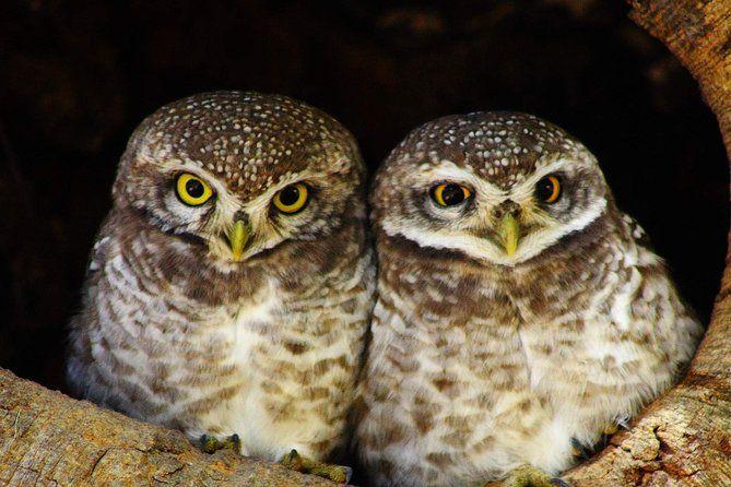 Bharatpur Bird Sanctuary from Delhi