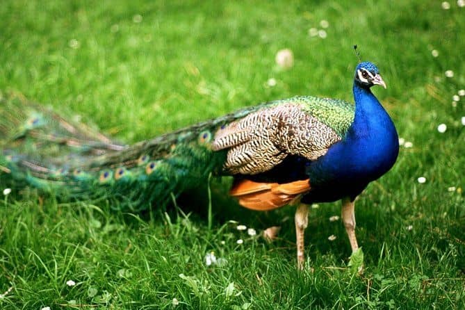 Bharatpur Bird Sanctuary from Delhi