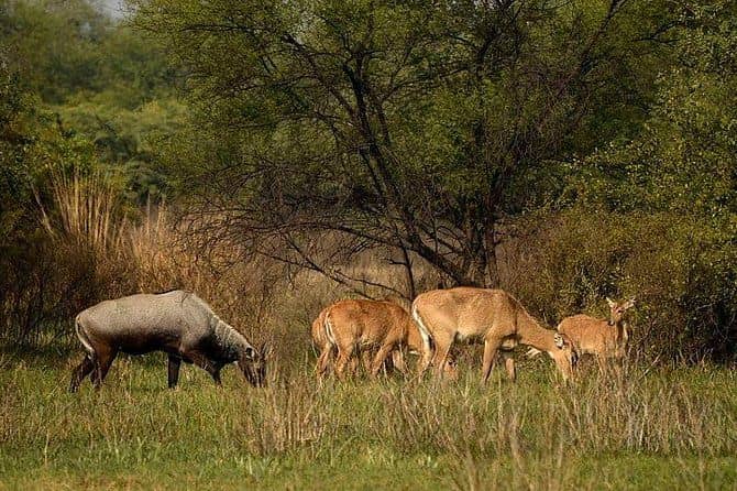 Bharatpur Bird Sanctuary from Delhi