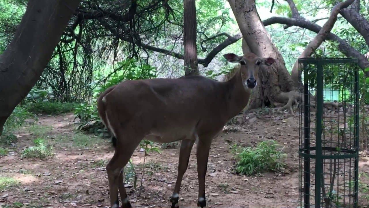 Sanjay Van