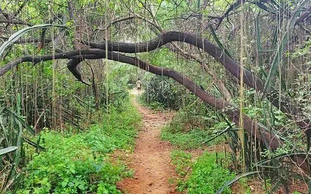 Jahanpanah City Forest