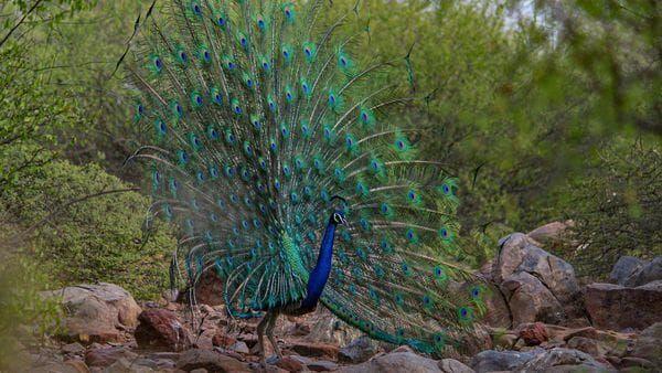 Aravali Biodiversity Park