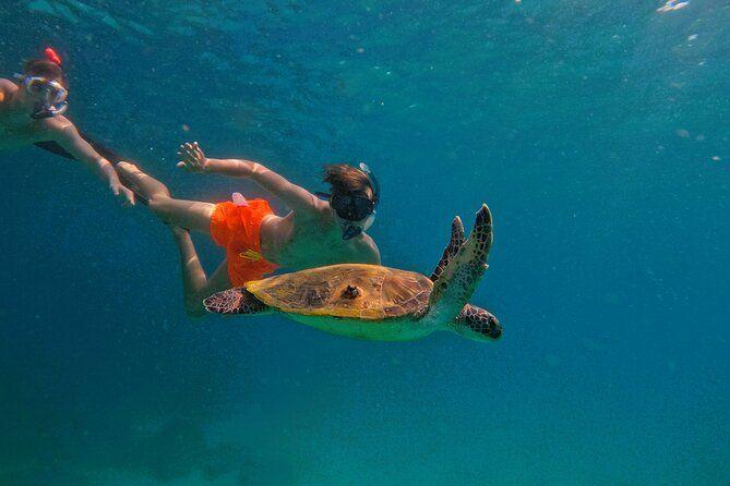 Snorkeling with turtles in Fujairah & BBQ lunch