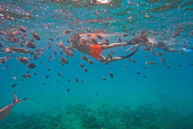 Snorkeling with turtles in Fujairah & BBQ lunch