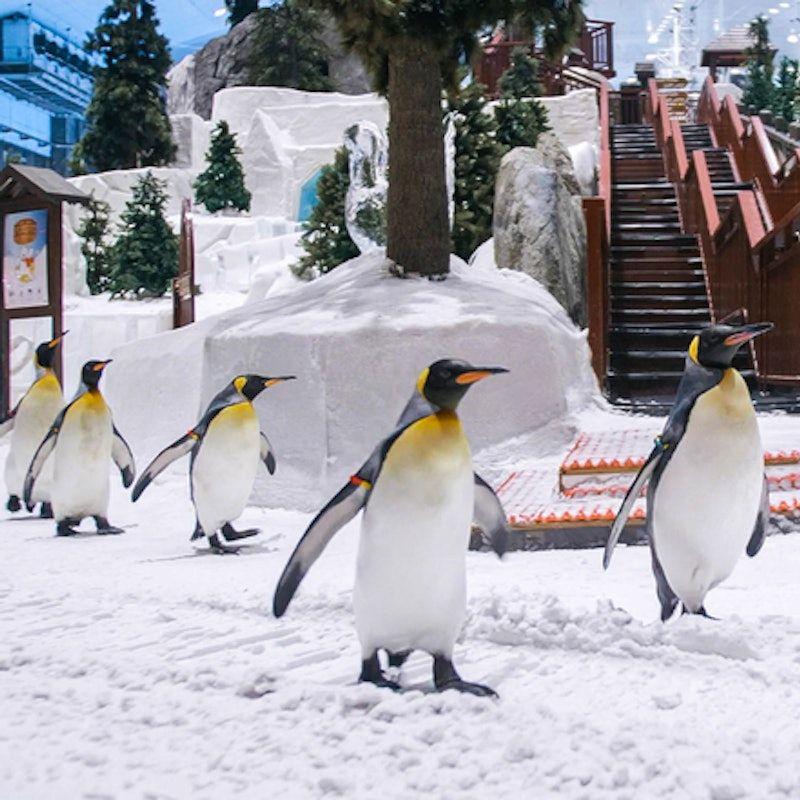 Ski Dubai: Snow Park (Classic, Plus or Premium)