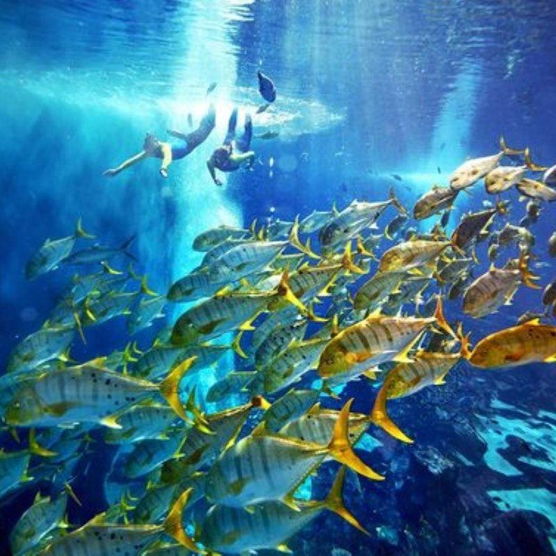 The Lost Chambers Aquarium: Entry Ticket