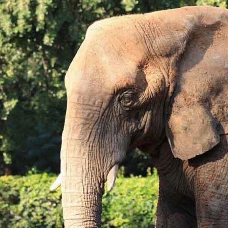 Dubai Safari Park: Entry Ticket