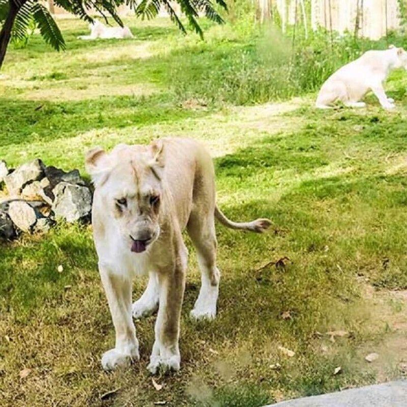 Dubai Safari Park: Entry Ticket