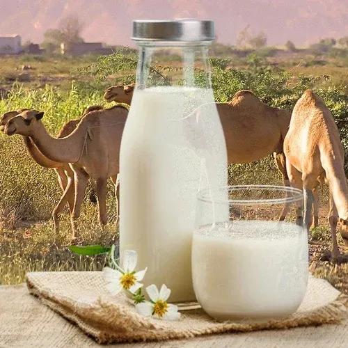Camel Milk