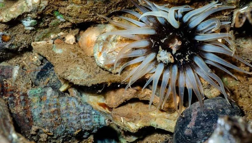 Tide Pool Walk with Marine Life of Goa