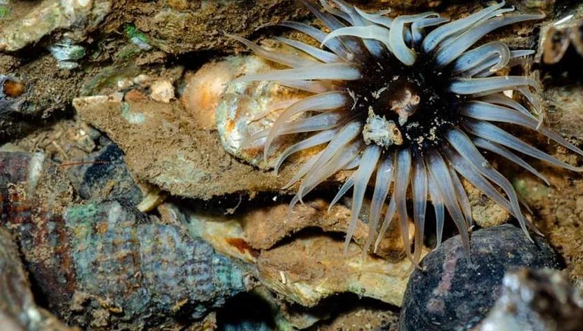 Tide Pool Walk with Marine Life of Goa