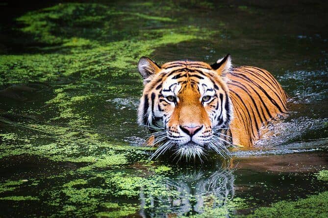 Anshi National Park