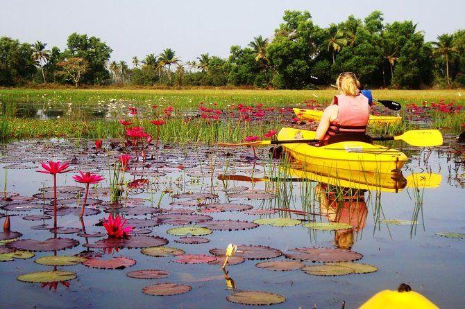 Goa Kayaking Sal Backwaters Mangroves Magic