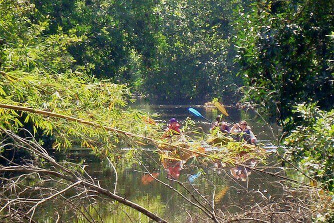 Goa Kayaking Sal Backwaters Mangroves Magic