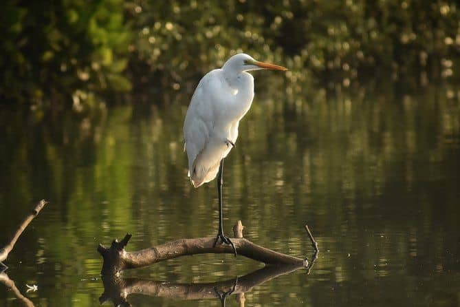 The Nature Trail at Chorao Island