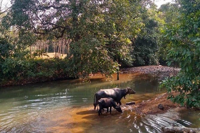 Goan Village Life Tour