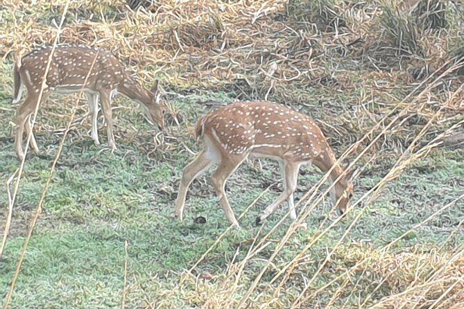 Jaipur Ranthambore Full Day Private Tour