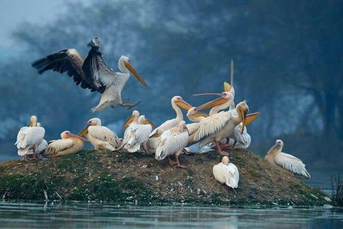 Day Tour from Jaipur Bird Watching in Keoladeo National Park (Bharatpur)