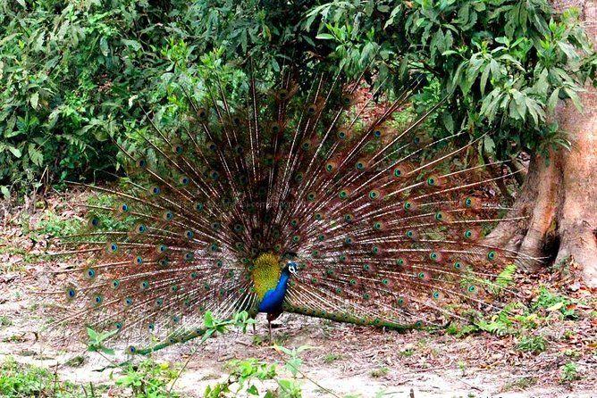 Day Tour from Jaipur Bird Watching in Keoladeo National Park (Bharatpur)