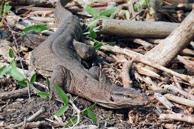 Day Tour from Jaipur Bird Watching in Keoladeo National Park (Bharatpur)